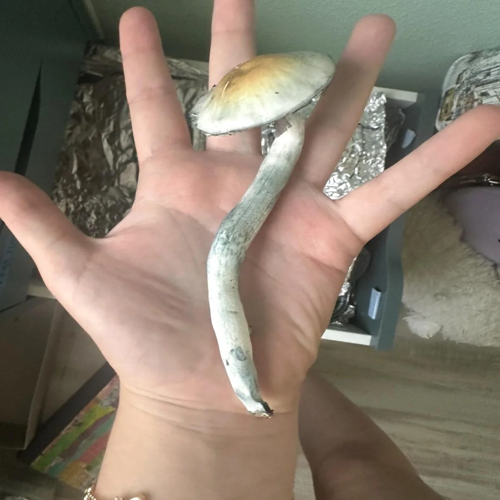 Amazonian magic mushroom Bristol Buy Amazonian mushroom strain Bristol Amazonian cubensis spores South West Amazonian strain psilocybe Bristol