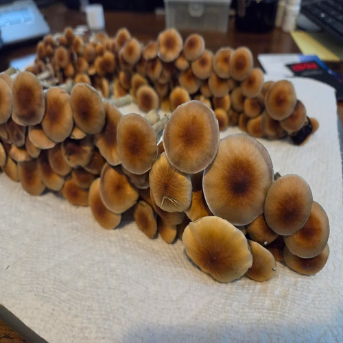 B+ magic mushroom Carlisle Buy B+ mushroom spores Carlisle B+ strain psilocybe Cumbria B+ cubensis strain North West